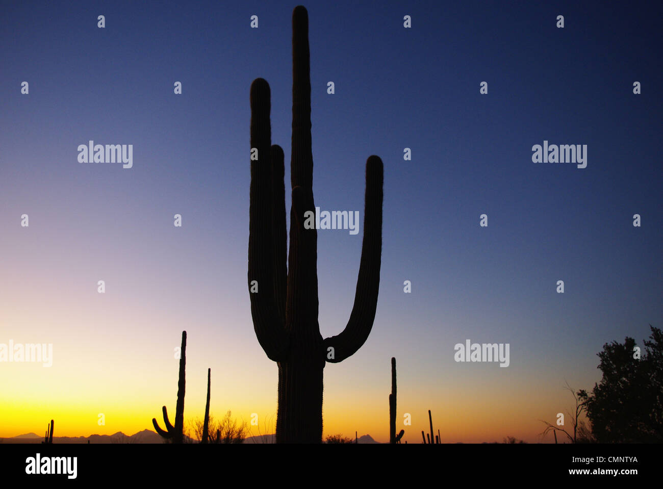 Arizona saguaros at sunset Stock Photo - Alamy