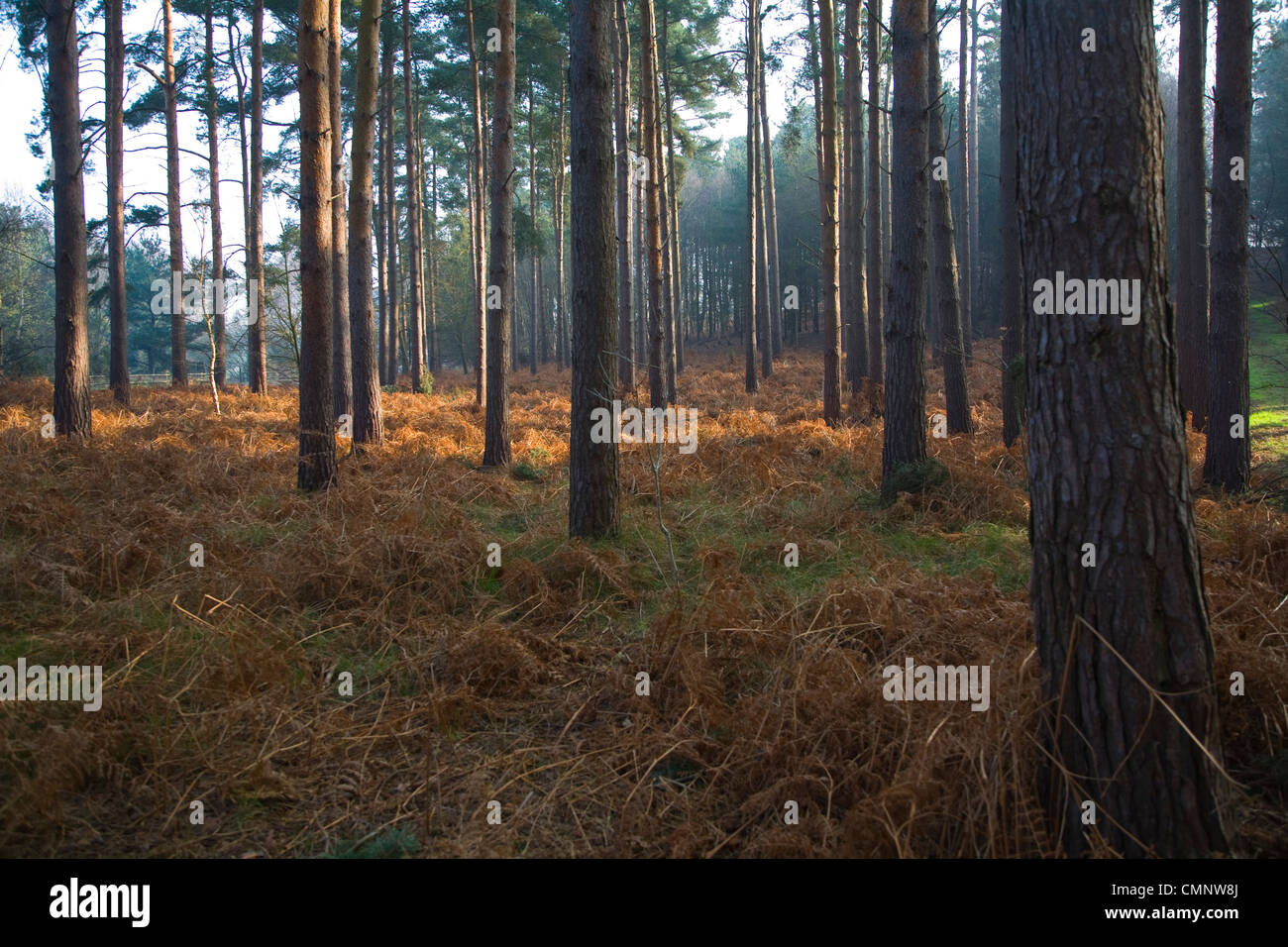 Shafts shaft of light hi-res stock photography and images - Alamy