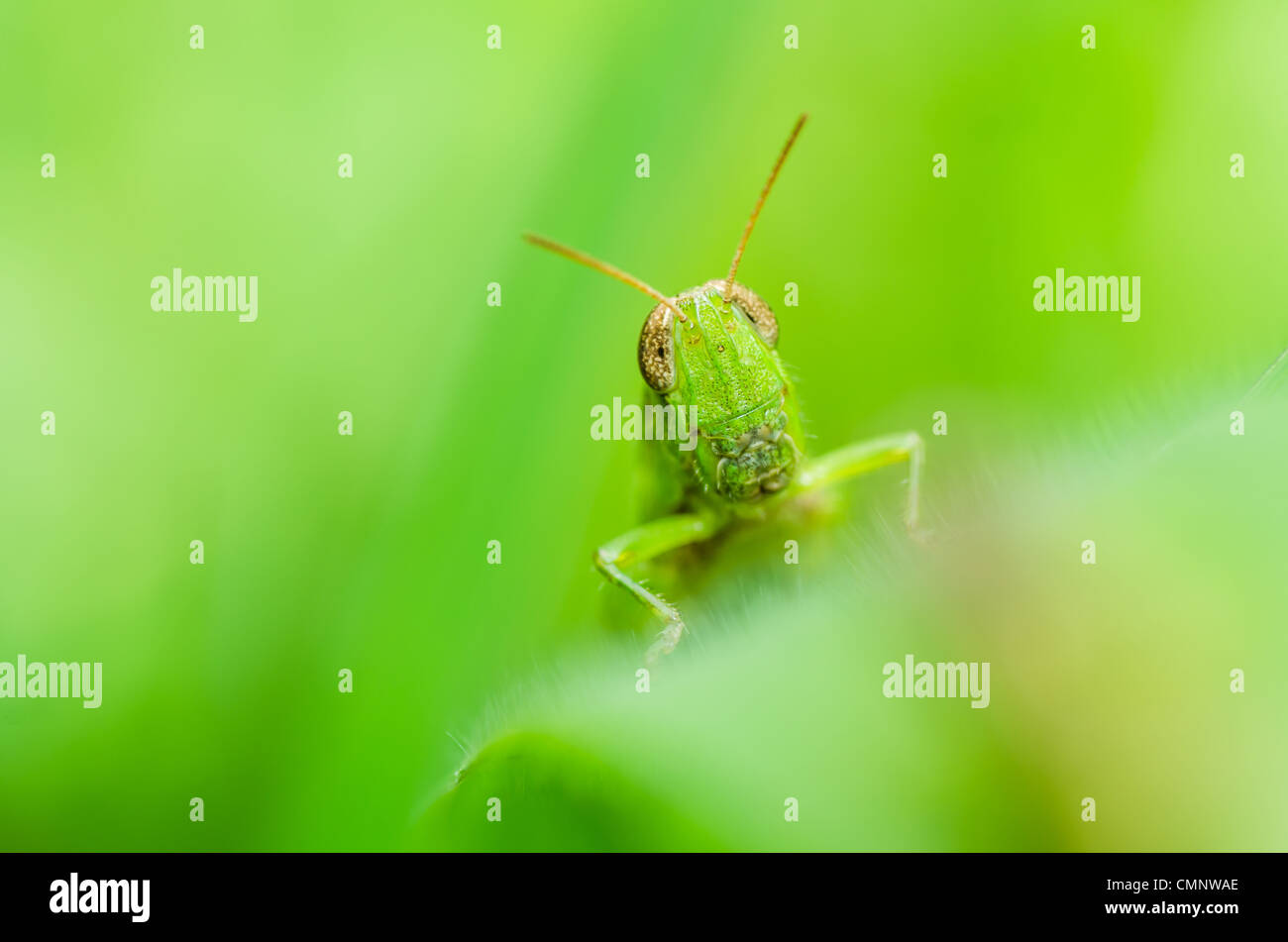 grasshopper macro in green nature or in the garden Stock Photo