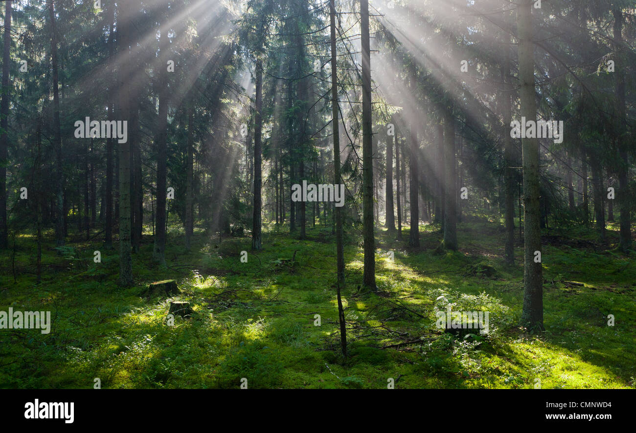 Sunbeam entering dense coniferous standin misty morning rain after Stock Photo