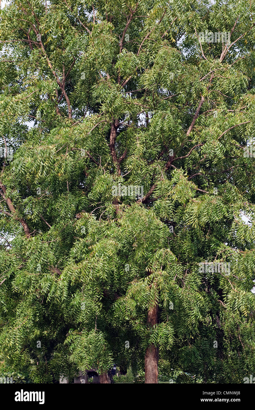Neem (Azadirachta indica) tree Stock Photo Alamy