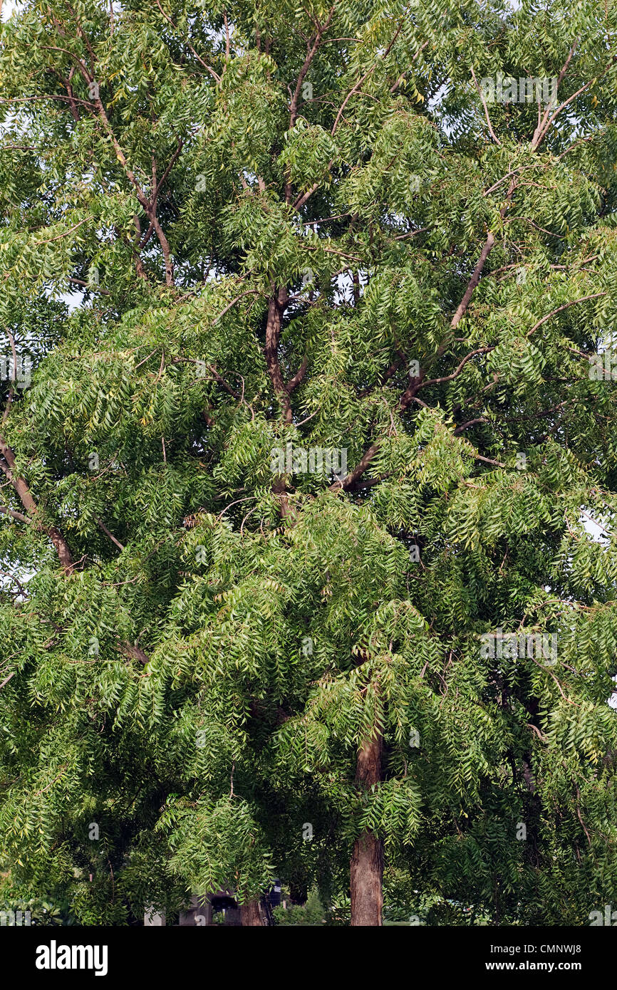 Neem (Azadirachta indica) tree Stock Photo