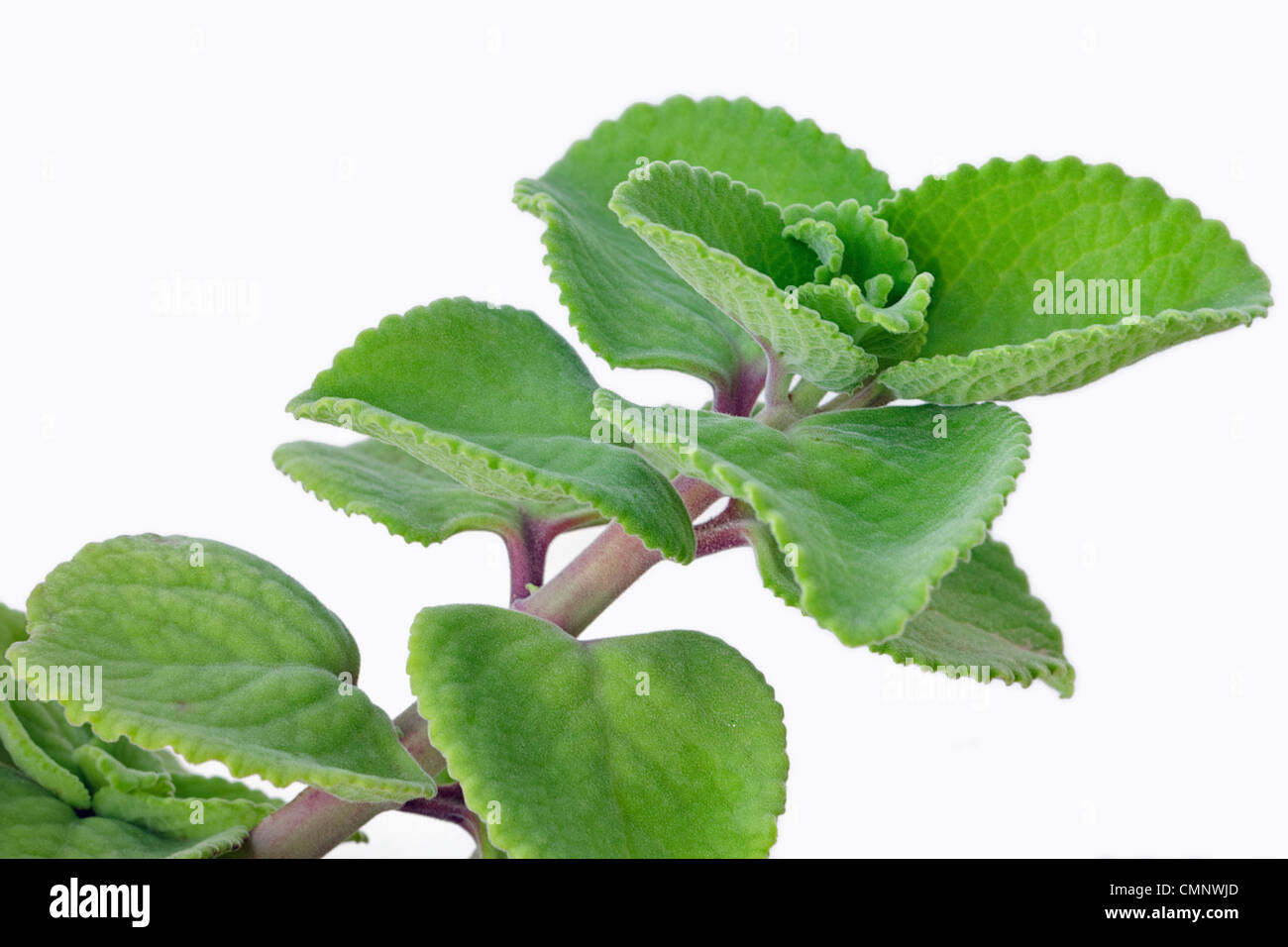 Closeup view of Indian Borage plant stem on white background Stock Photo