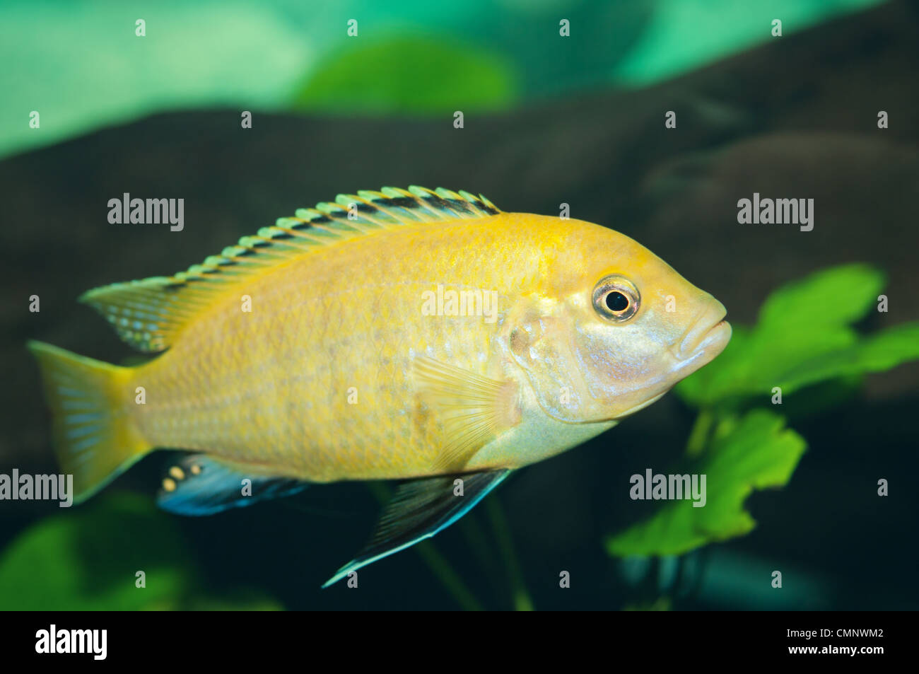 Yellow Cichlid tropical fish closeup.(Labidochromis caeruleus). Stock Photo
