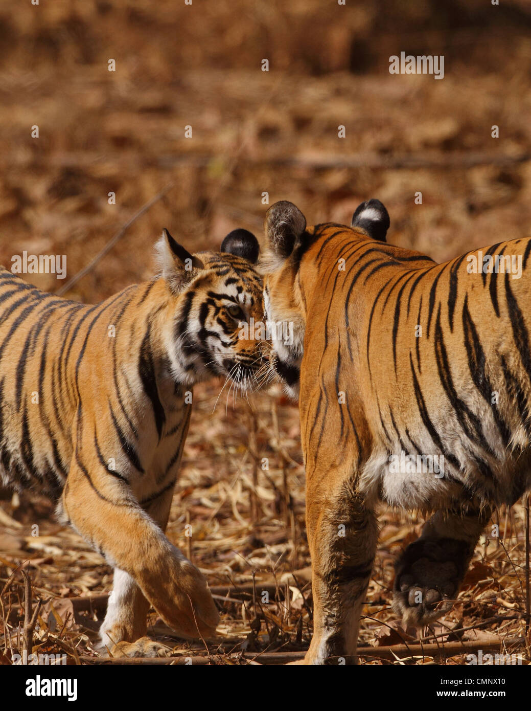 Tiger Cubs Cuddling A Shredded Human Hand