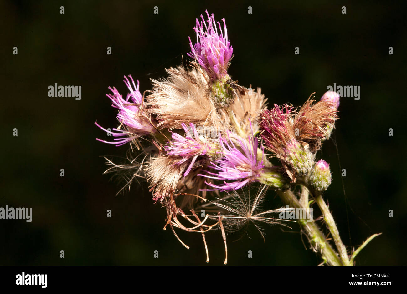 Thistle flower close up against black background Stock Photo