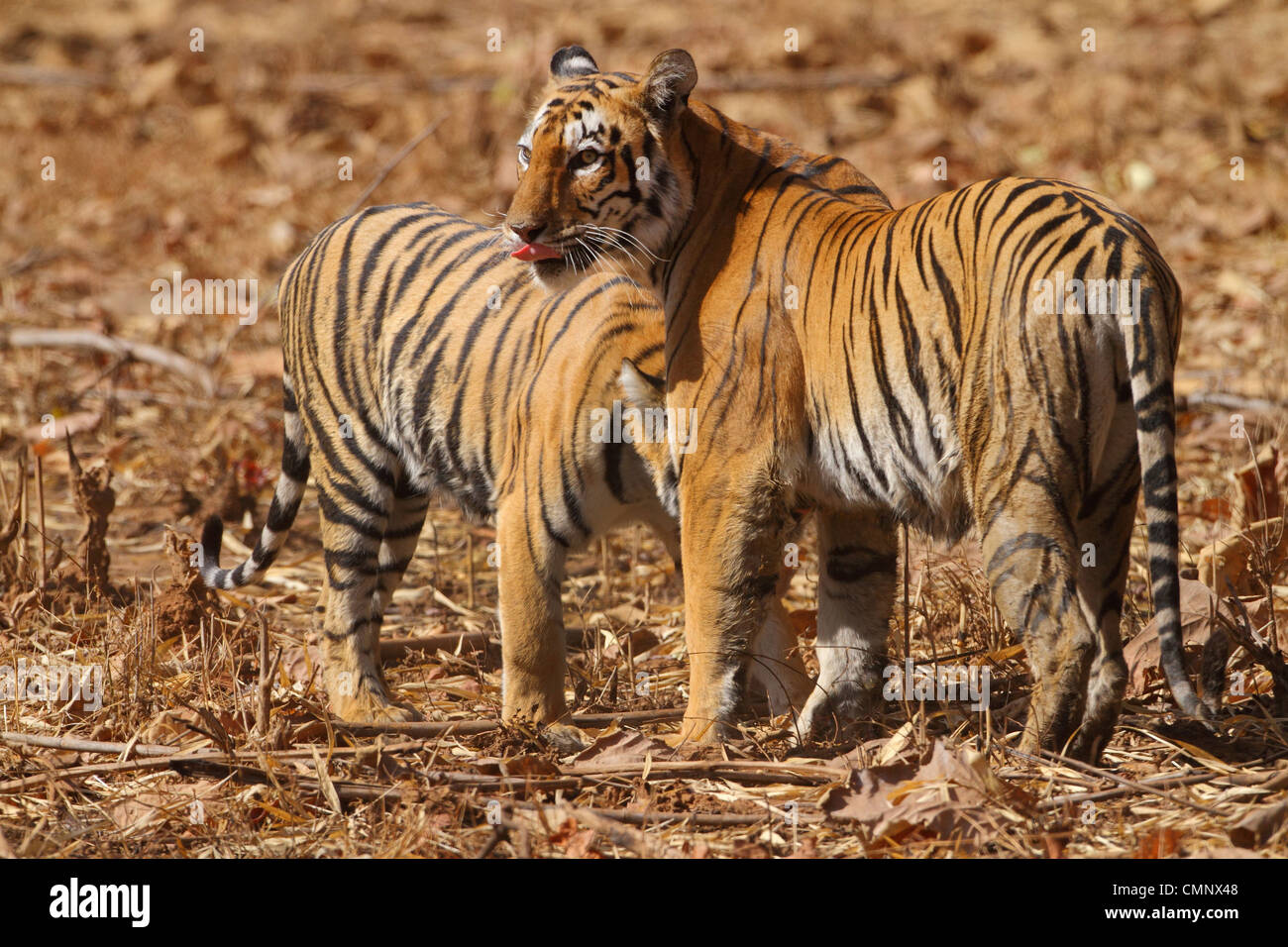 Discovery - Happy #TigerTuesday! 🐅“This photo of a 3-month-old tiger cub  with its mother was taken at the Tipeshwar Wildlife Sanctuary, on the  border of Maharashtra, a state in India. Tiger cubs