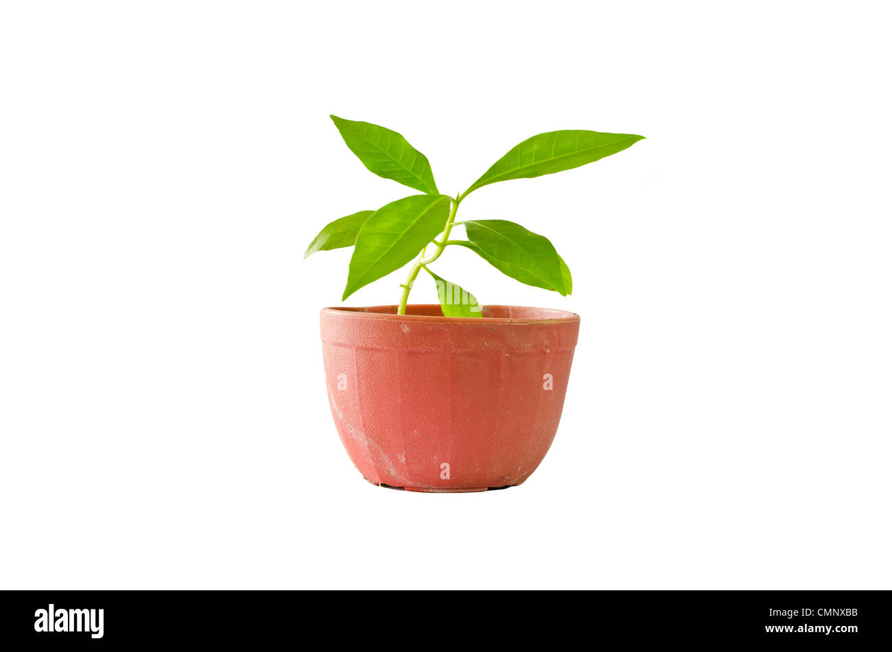 little tree in pot isolated Stock Photo