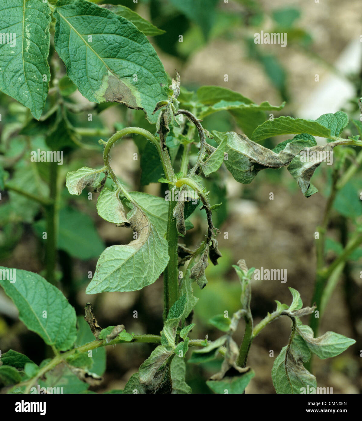 Potato late blight (Phytophthora infestans) on potato plant growing point Stock Photo