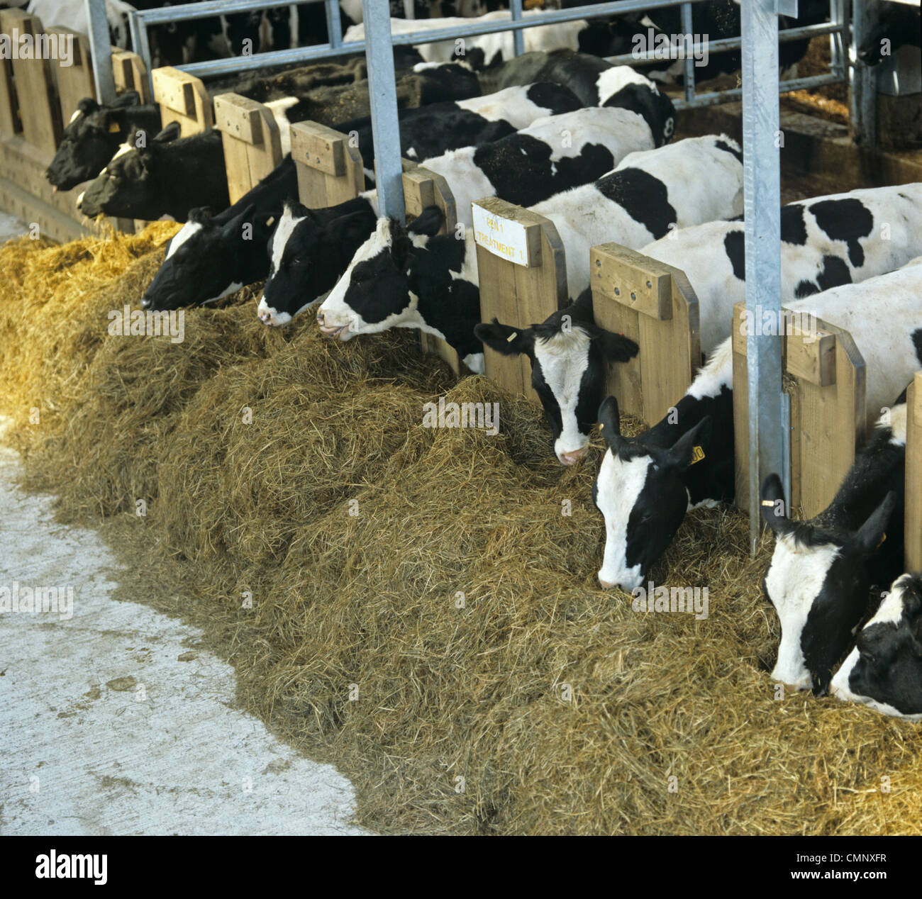 Holstein x Friesian dairy cows feeding on silage in tombstone system Stock Photo