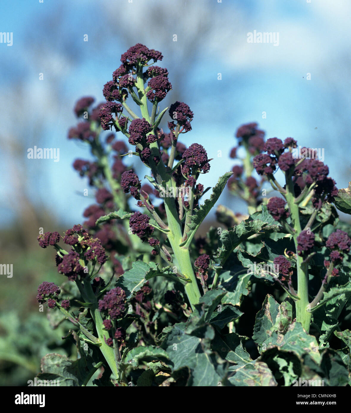 Purple sprouting broccoli (Brassica oleracea cv botrytis ) ready for picking Stock Photo