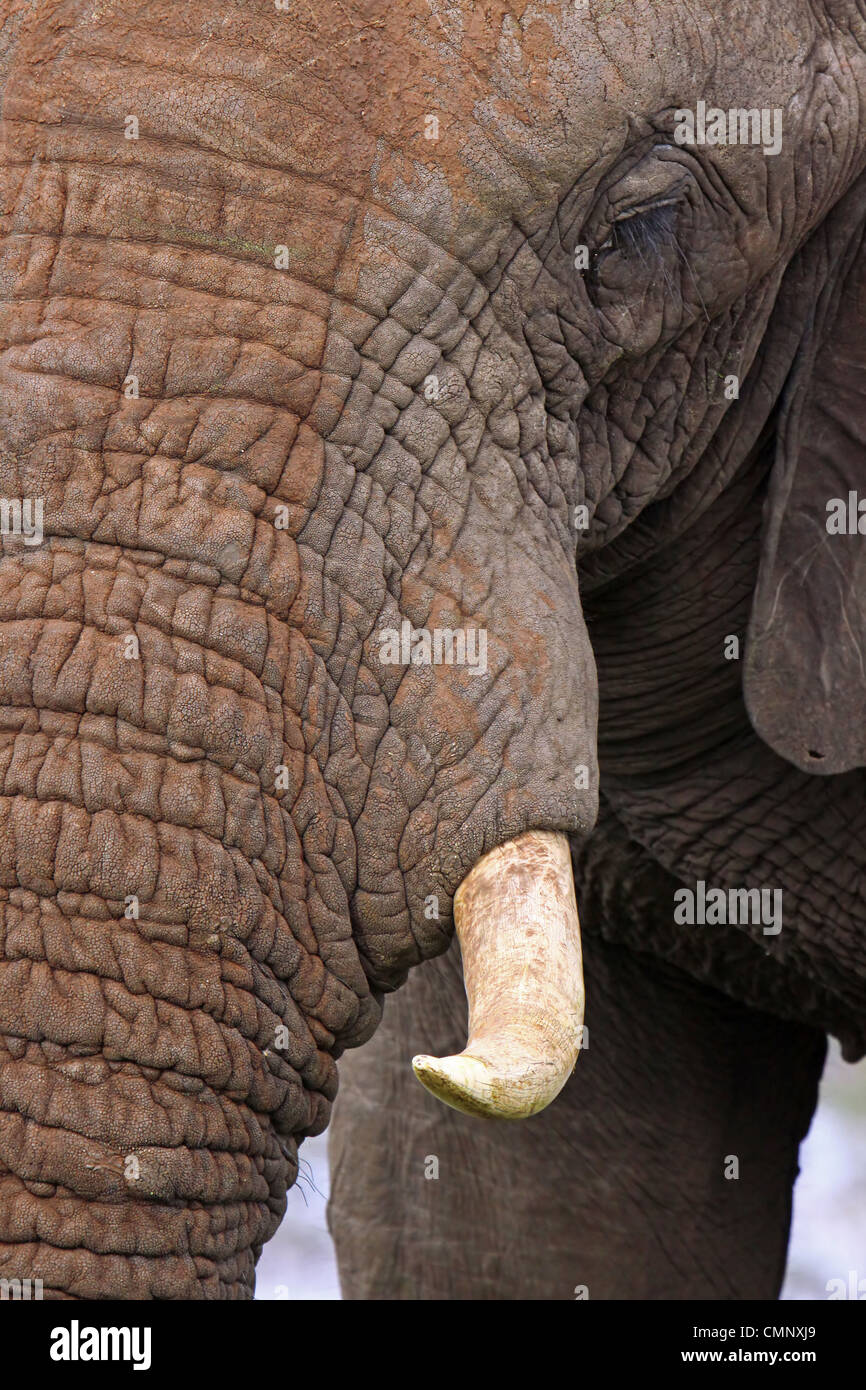 Elephant, wildlife, South Africa, Elephantidae Stock Photo