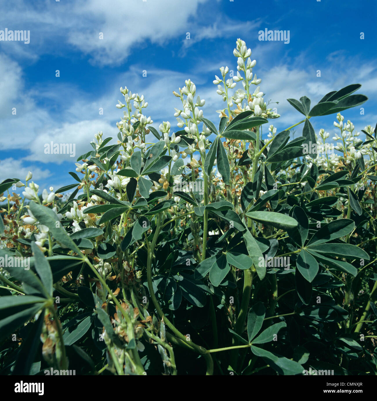 White crop lupins (Lupinus albus) in flower Stock Photo