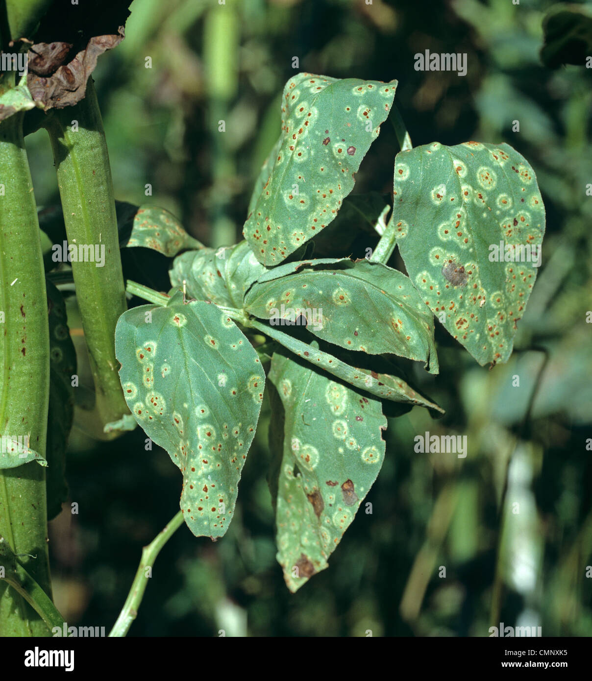 Broad bean rust (Uromyces fabae) pustules and halo on wilted bean plant Stock Photo