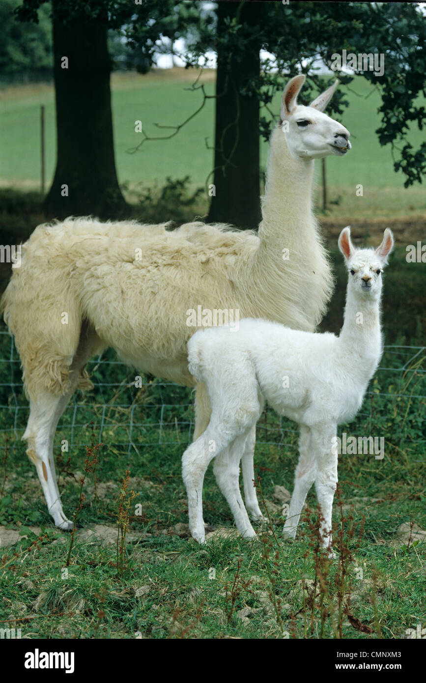 Female llama with her young calf Stock Photo