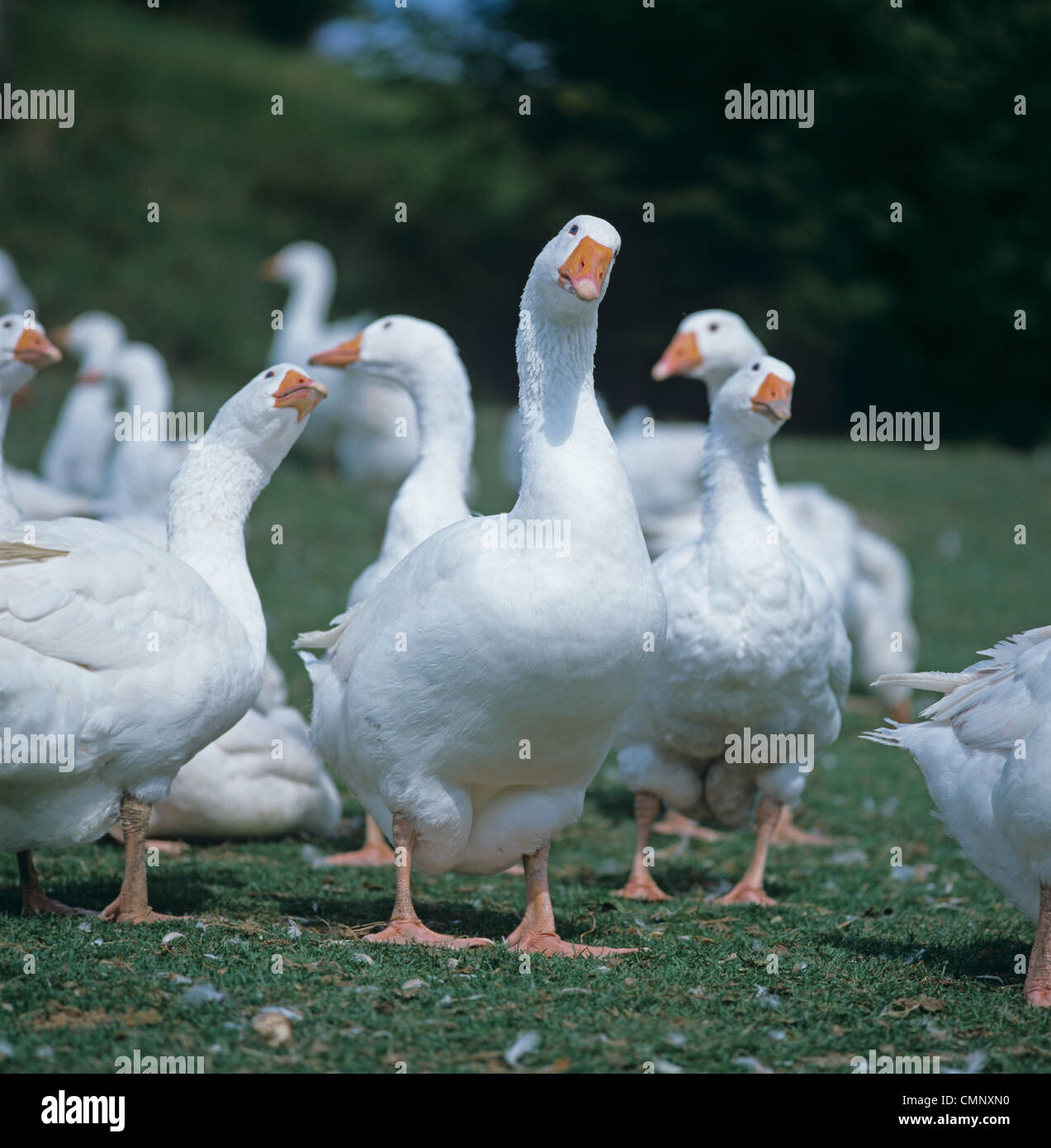 White geese staring curiously on grass, Dorset Stock Photo