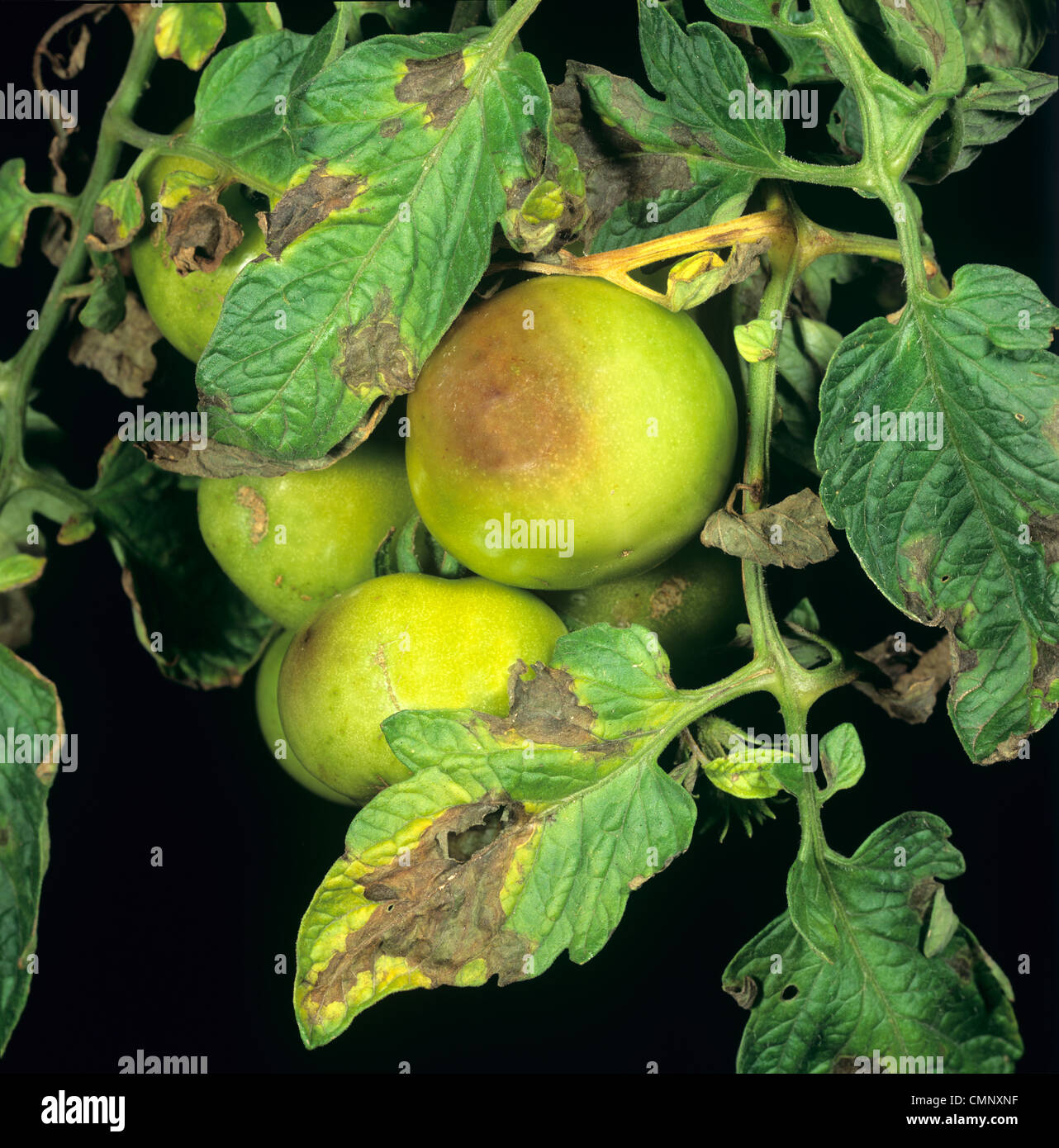 Late blight (Phytophthora infestans) damage to tomato leaves and fruit Stock Photo