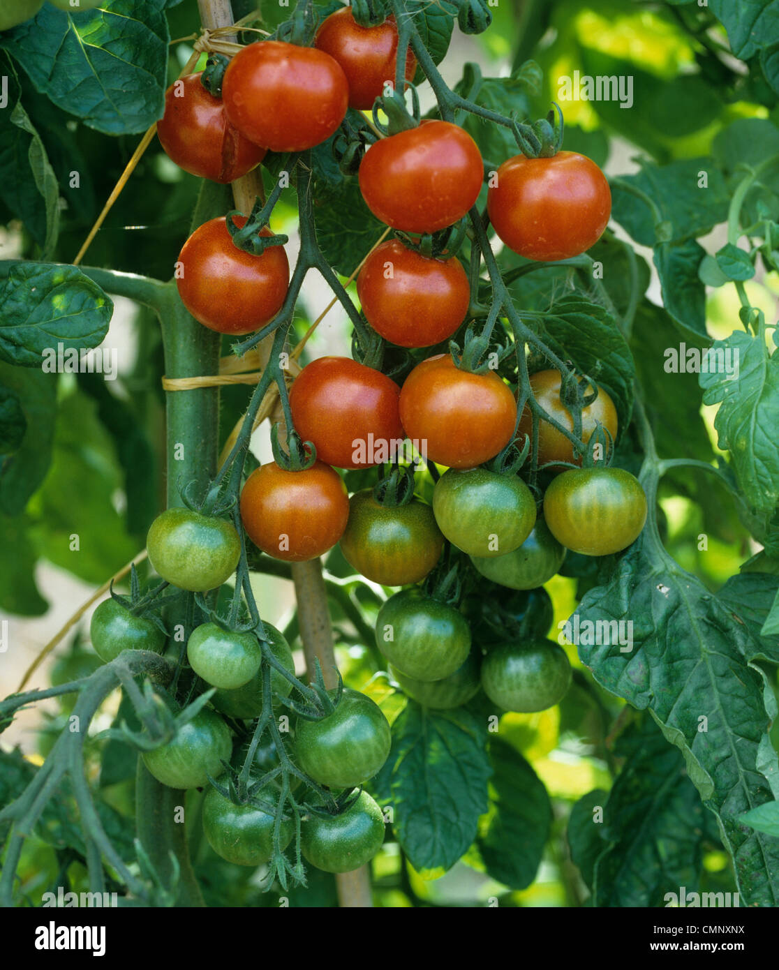 Red & green ripe and unripe fruit on cherry tomatoes variety 'Gardeners' delight' Stock Photo