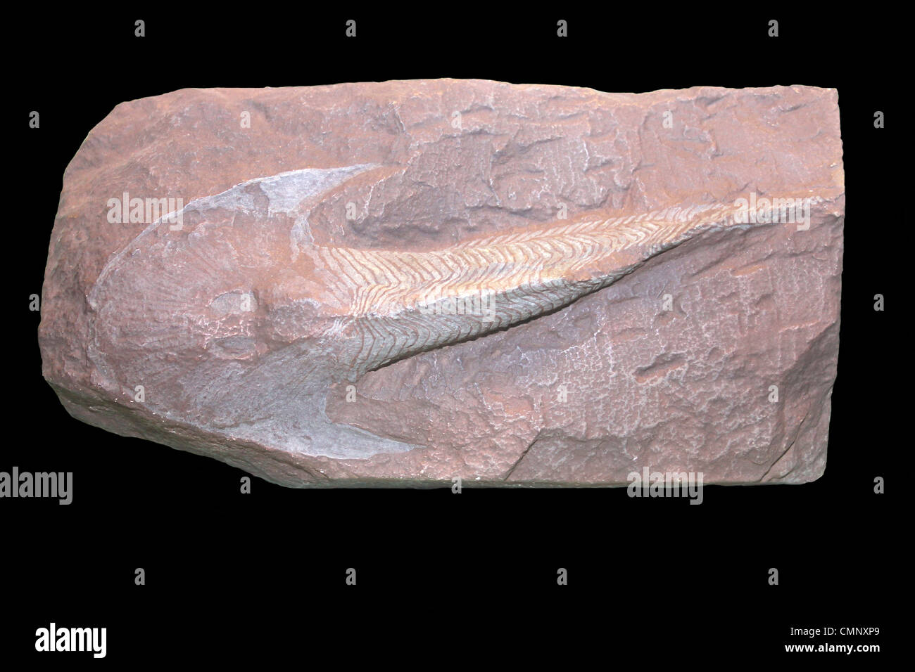 Fossil of Cephalaspis lyelli ('Head Shield') A Species of  Palaeozoic Armoured Jawless Fish Stock Photo