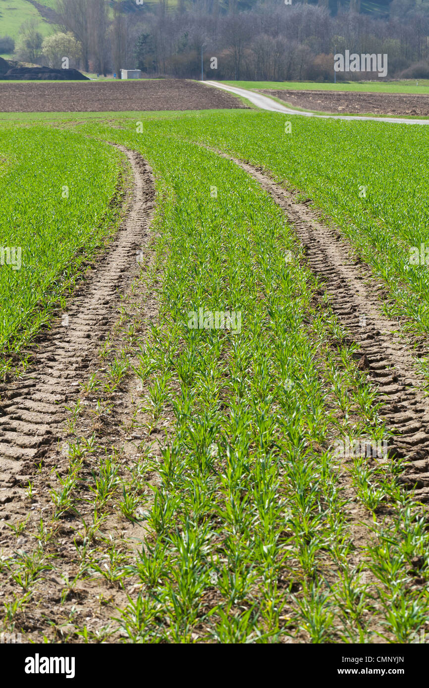 traces of the tractor in a field of grass Stock Photo - Alamy