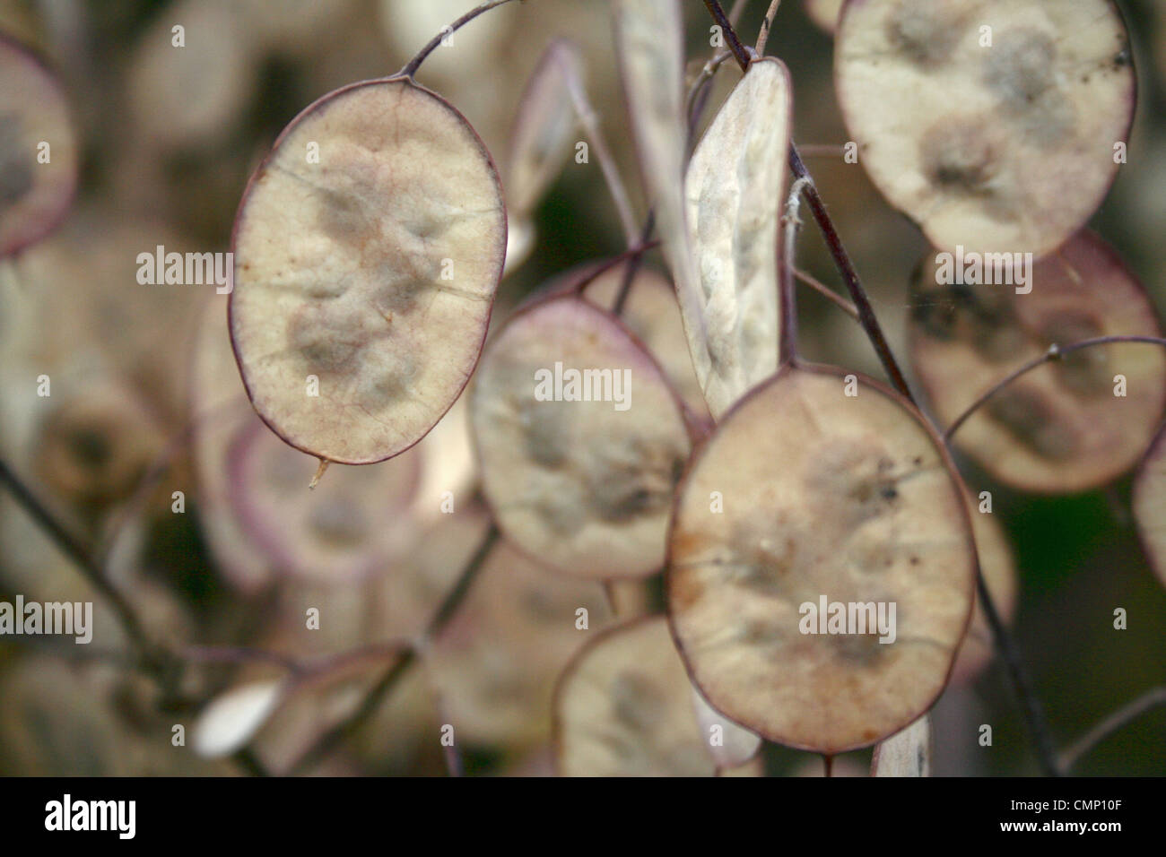 A close up view of translucent Annual Honesty/Money Plant/ Silver