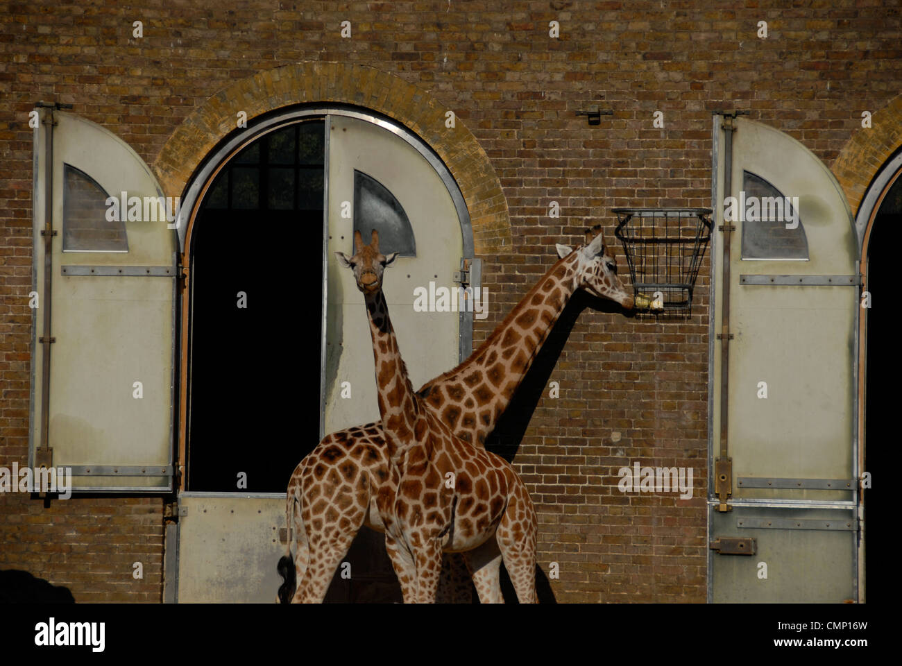 Giraffes at Regents Park Zoo London Stock Photo Alamy