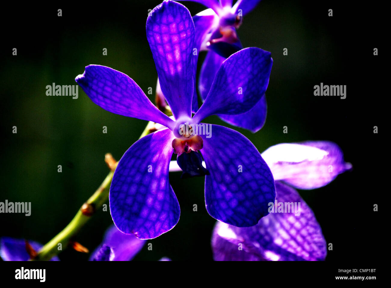 Blue orchid hires stock photography and images Alamy