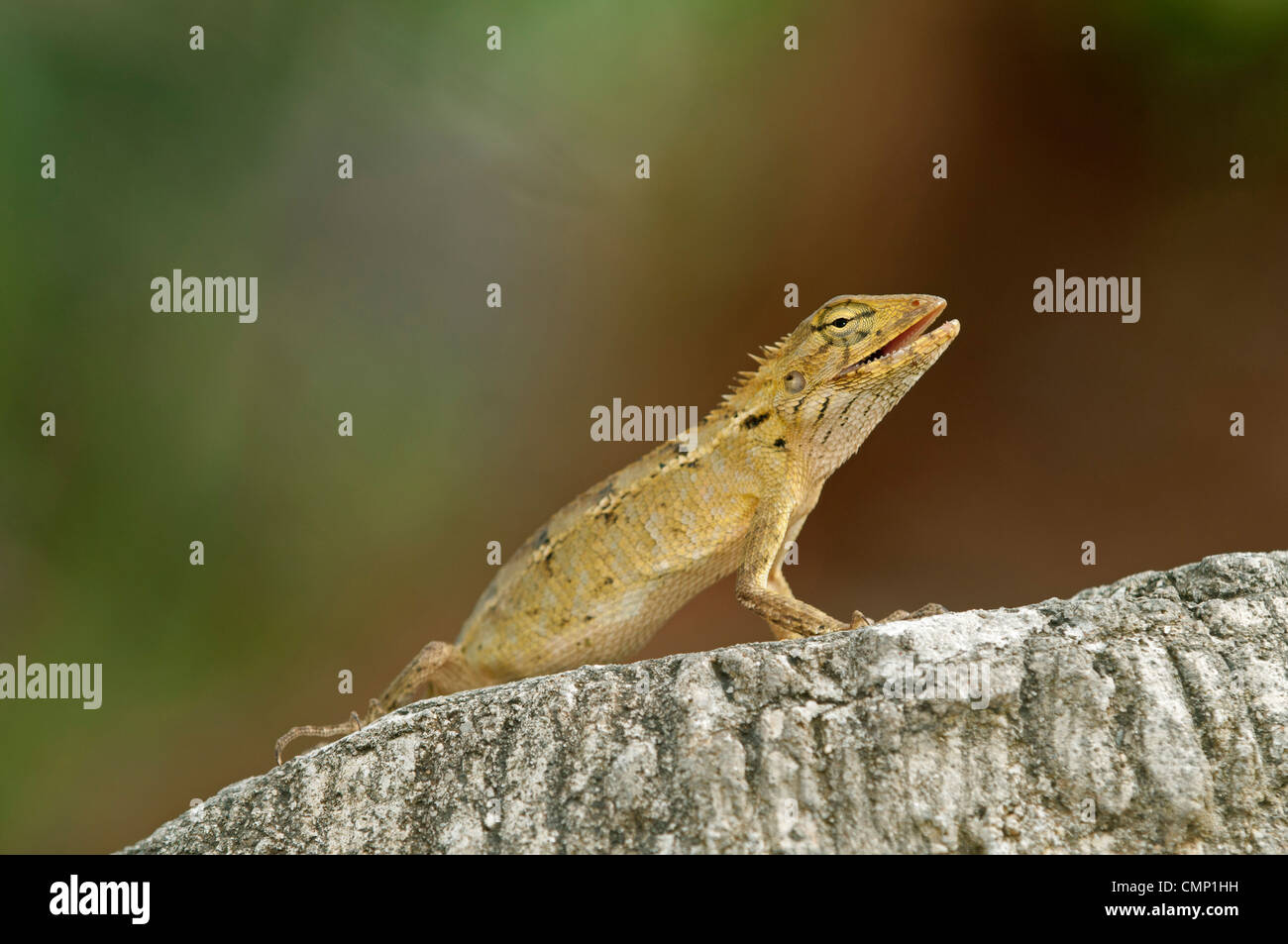 Changable lizard, Calotes versicolor, female with typical yellowish-brown colour, Thailand Stock Photo
