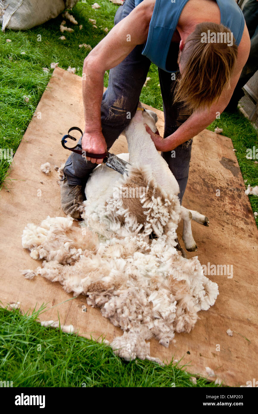 Sheep shearing demonstration at Priddy Sheep fair 24th August 2011
