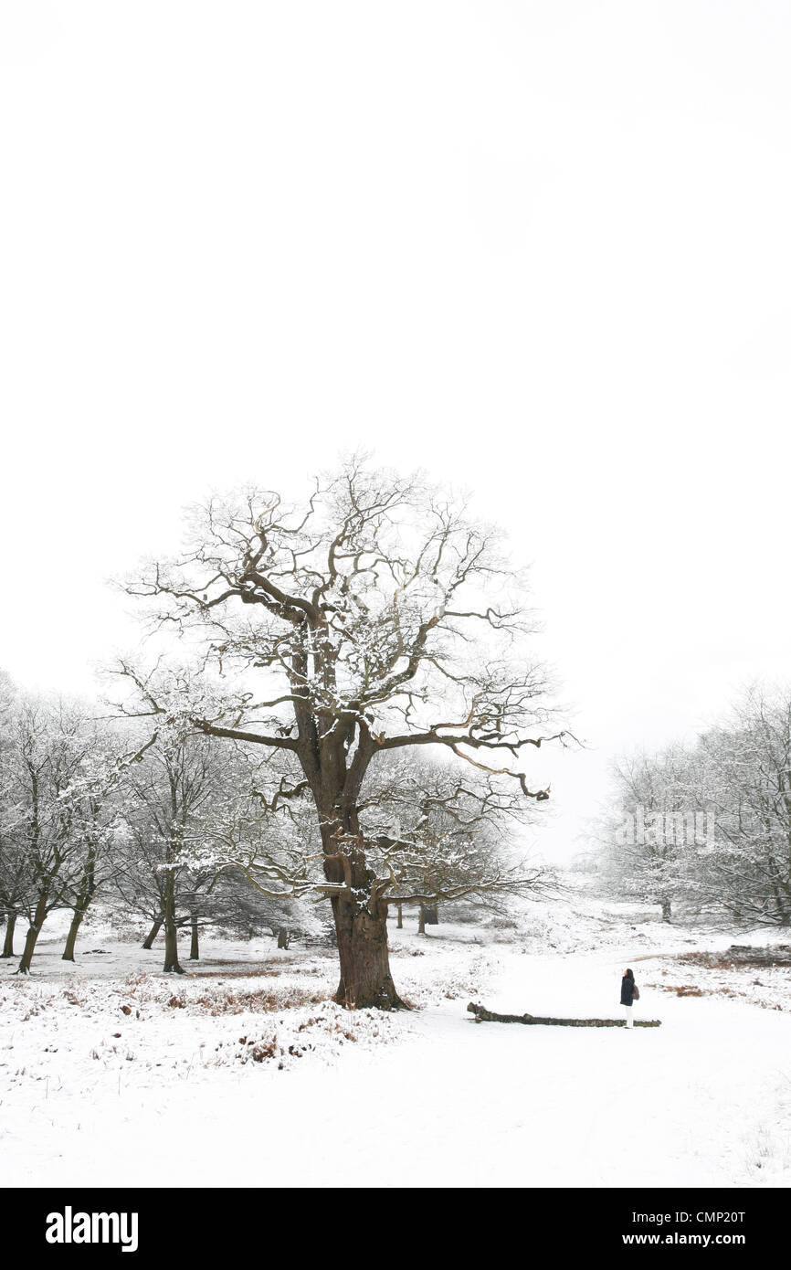 Winter landscape of Richmond Park, it is the largest park of the royal parks in London and almost three times bigger than New Yo Stock Photo