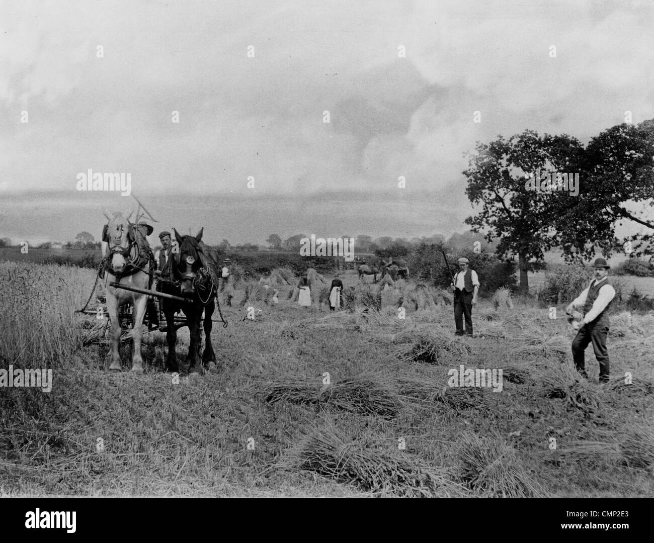 Ashmore Farm, Wednesfield, circa 1910 . Farmers with a horse-drawn reaping machine. Everyone appeared to help with the Stock Photo