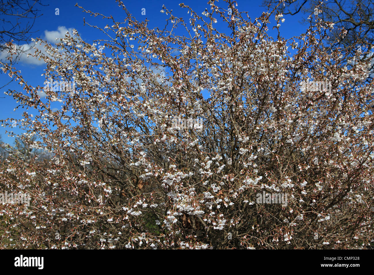 Prunus incisa Koio-no-mai bloom Stock Photo