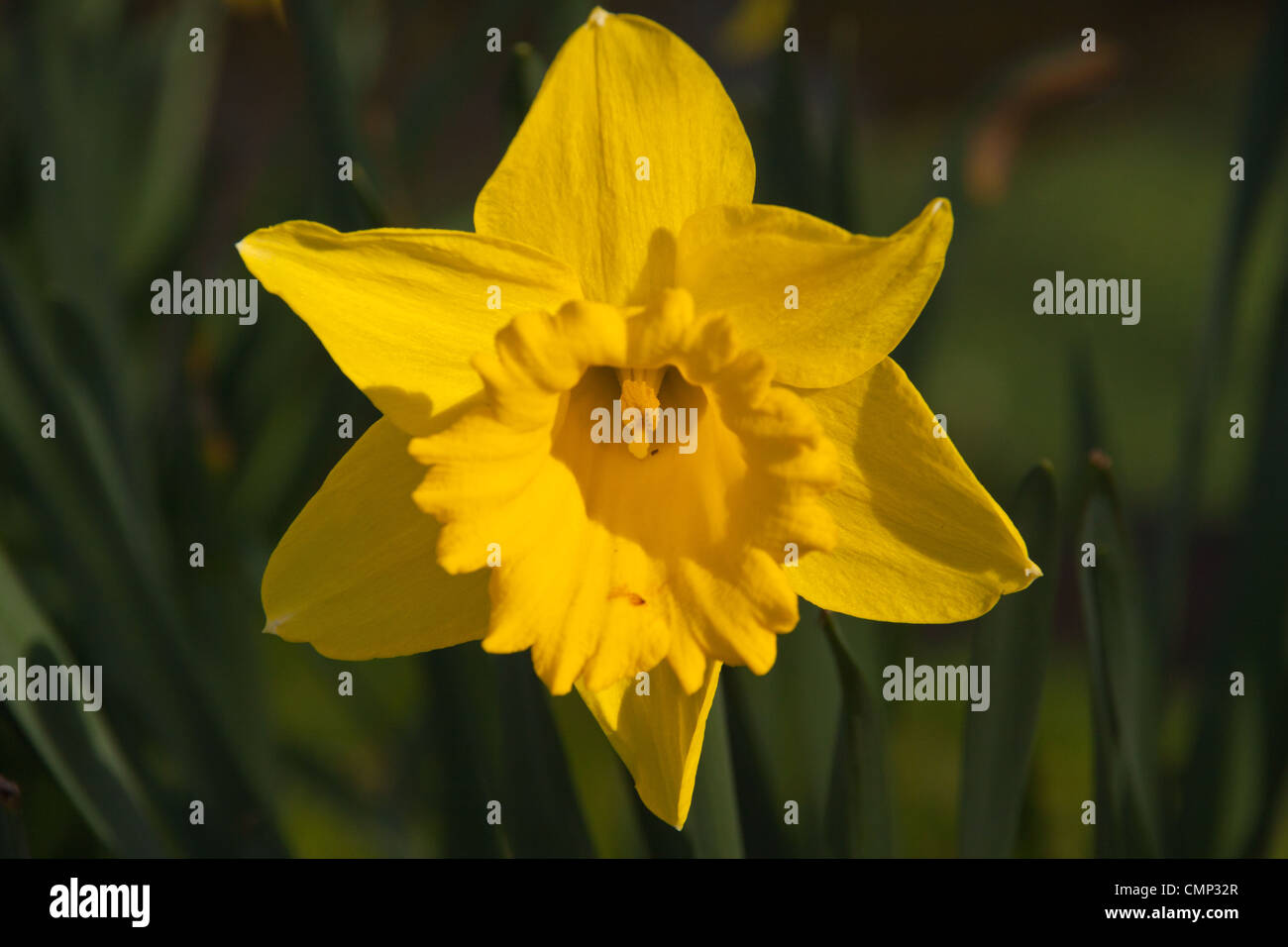 lone early daffodil bloom in sunshine Stock Photo Alamy