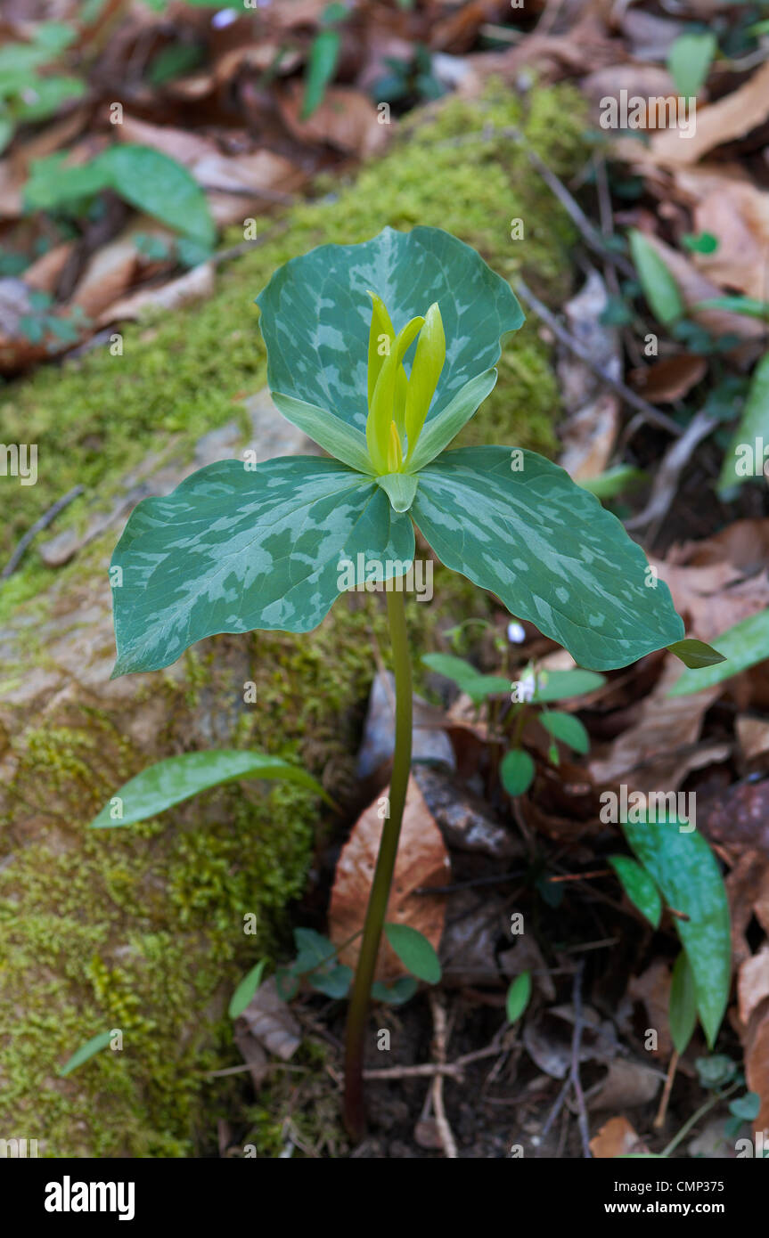 Sweet Betsy Trillium, Large Toadshade, Whip-poor-will Flower, Trillium Cuneatum, wildflower Stock Photo