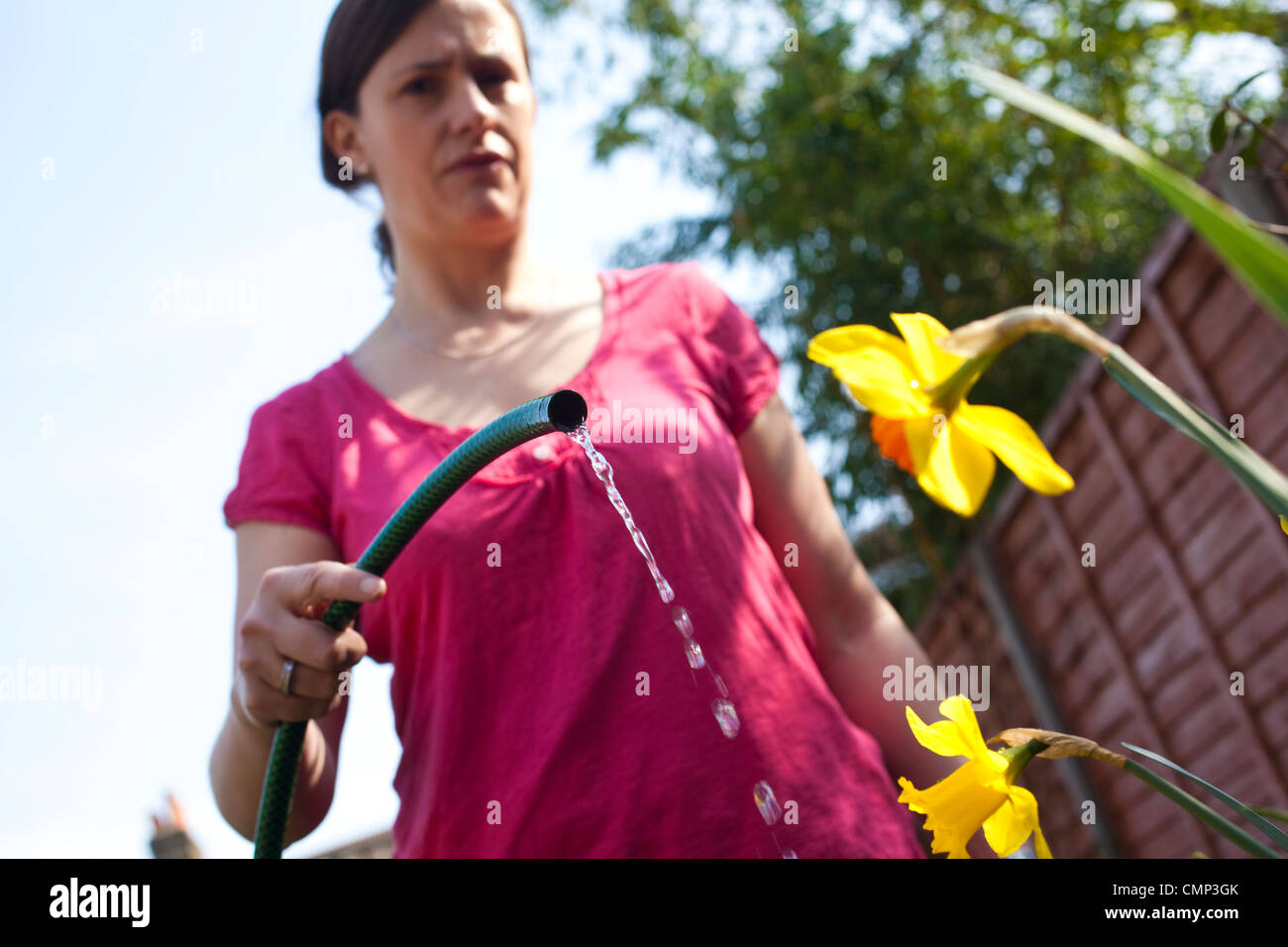 Woman watering flowers in back garden ahead of the national hosepipe ban which could be implemented due to dry weather across UK Stock Photo