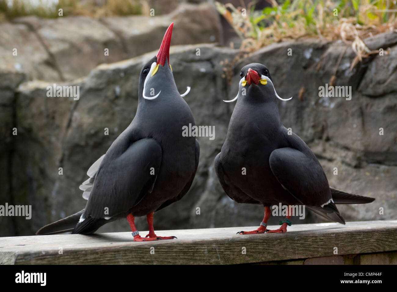 Pair of Inca terns courting Stock Photo