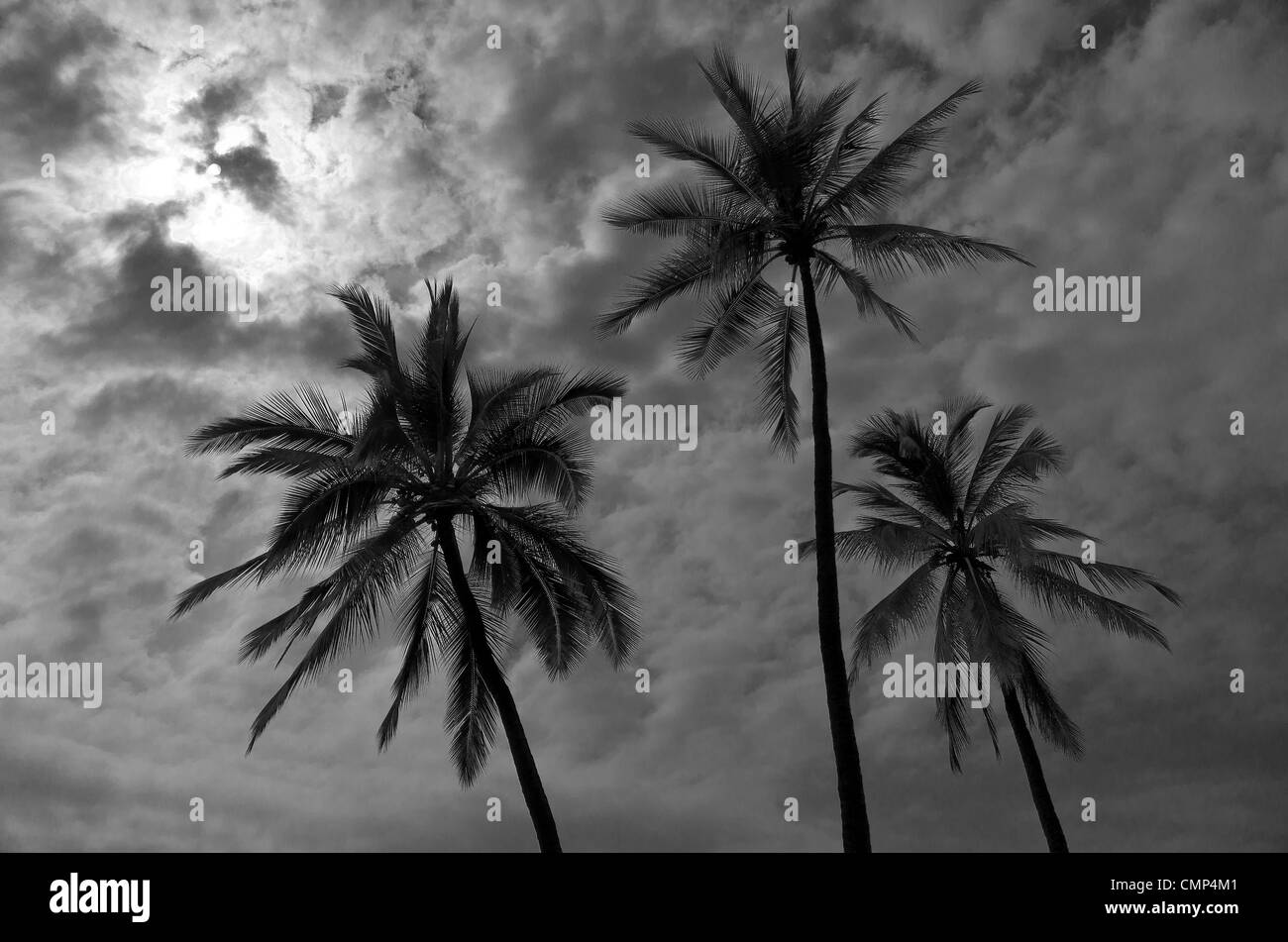 three palm trees, Big Island, Hawaii Stock Photo