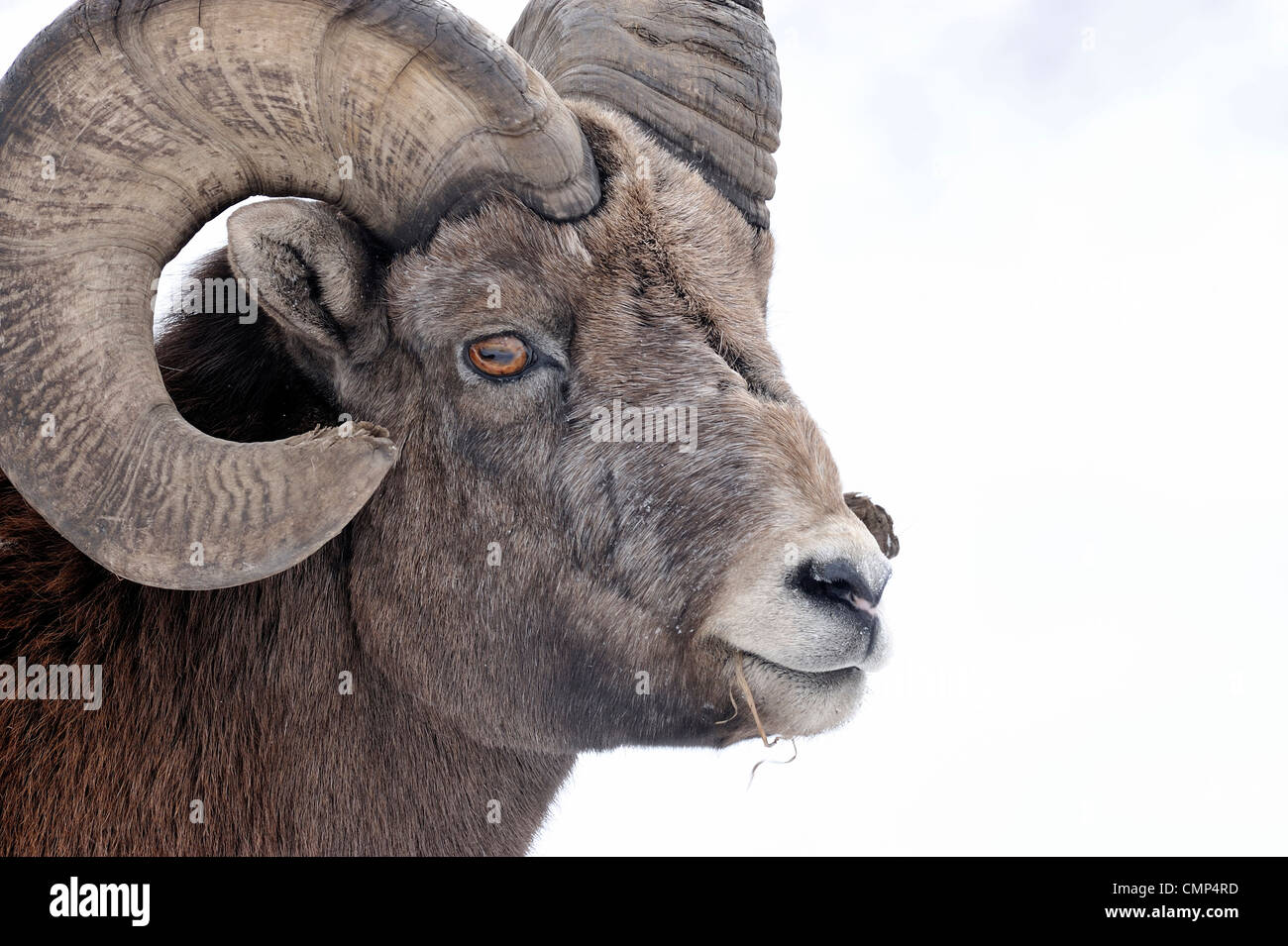 A portrait of a wild Rocky mountain bighorn sheep Stock Photo