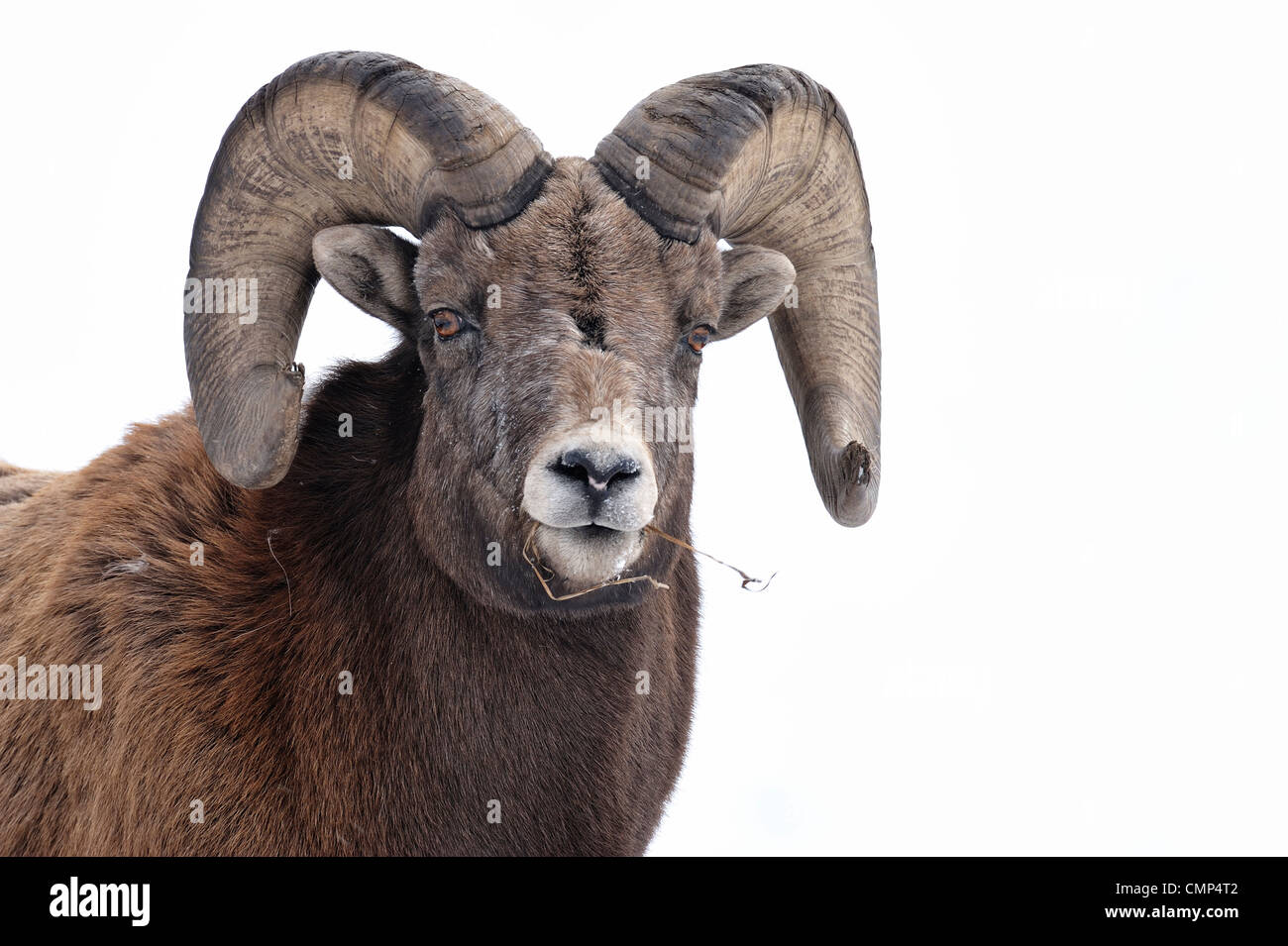 A front view portrait of a wild Rocky mountain bighorn sheep Stock Photo