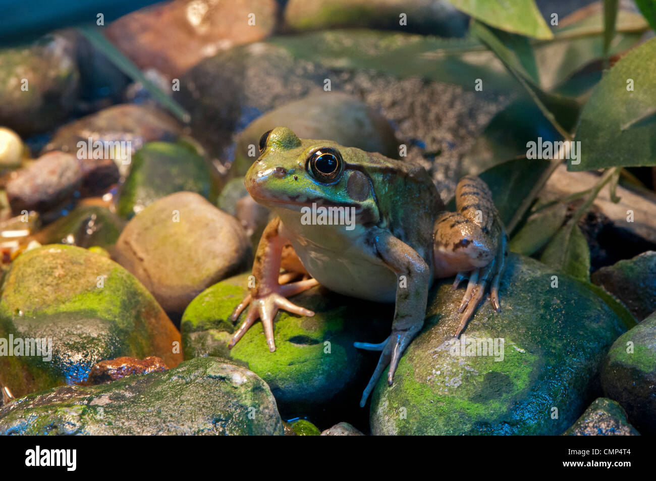 A young Green Frog. Stock Photo