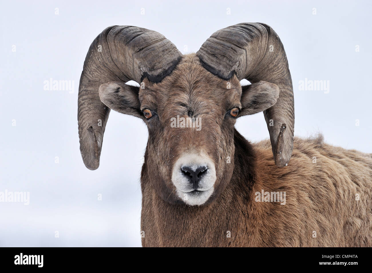 A front view portrait of a Rocky mountain bighorn sheep Stock Photo