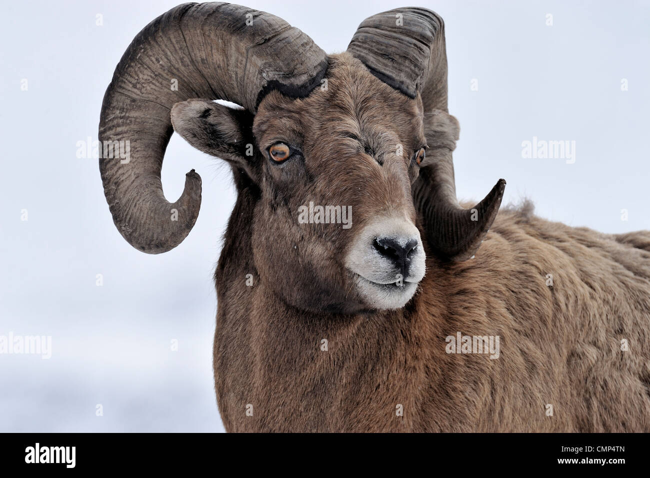 A side view portrait of a wild Rocky mountain bighorn sheep Stock Photo
