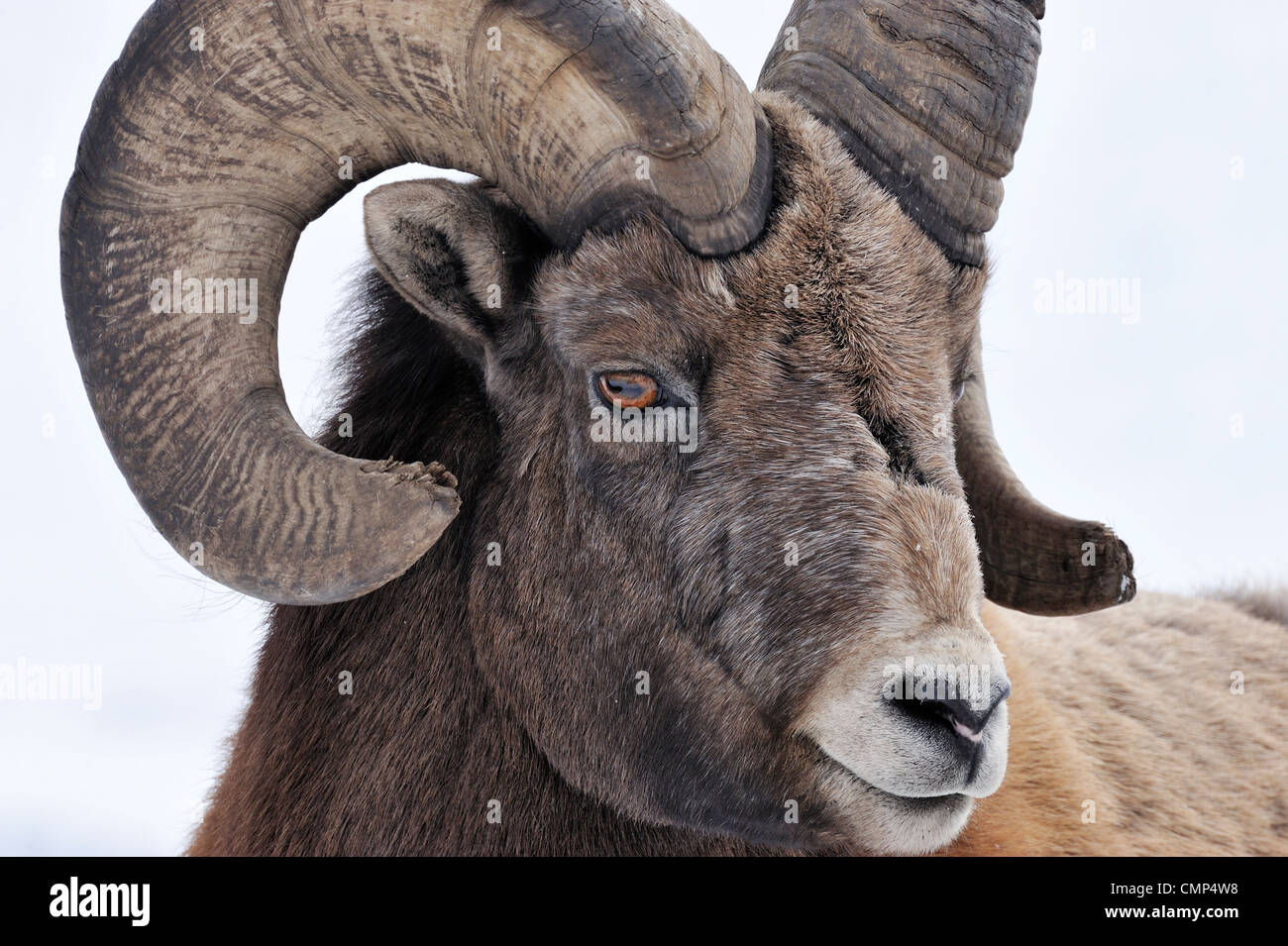 A close up side view portrait of a wild Rocky mountain bighorn sheep. Stock Photo