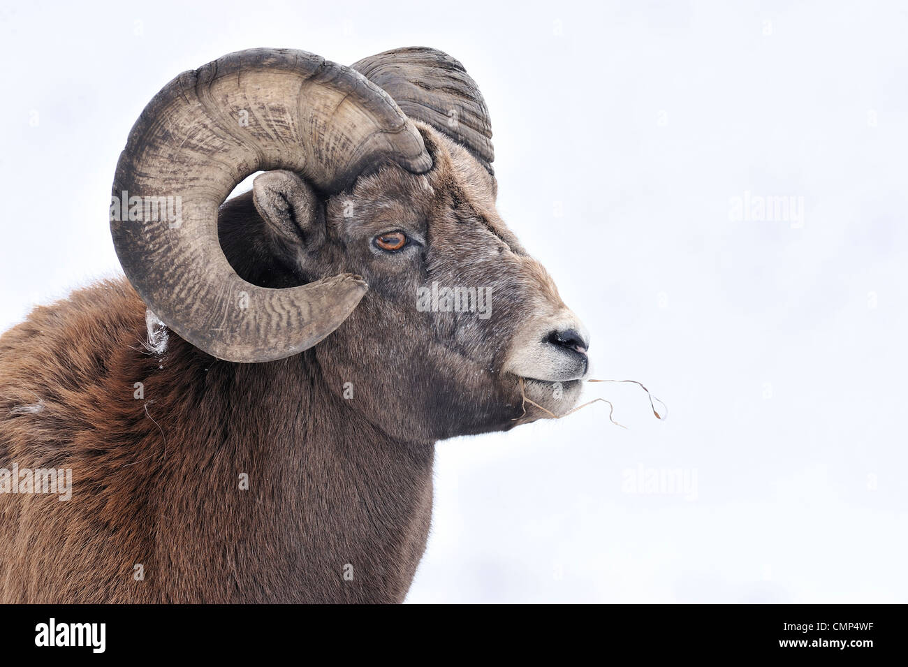 A  portrait of a Rocky mountain bighorn sheep Stock Photo