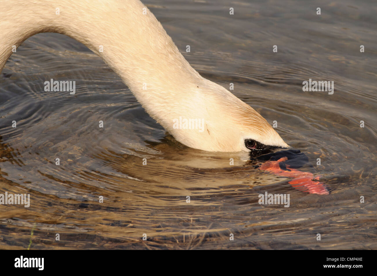 Swan Stock Photo