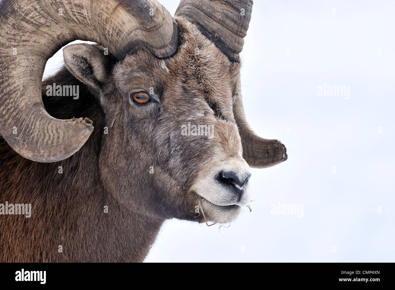 A side view portrait of a wild Rocky mountain bighorn sheep Stock Photo