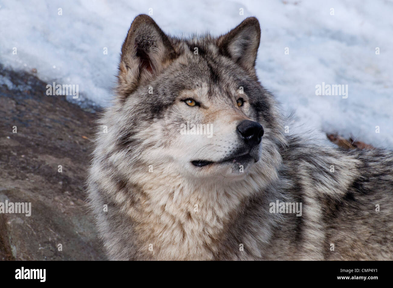 Close-up of a Timber Wolf Stock Photo - Alamy