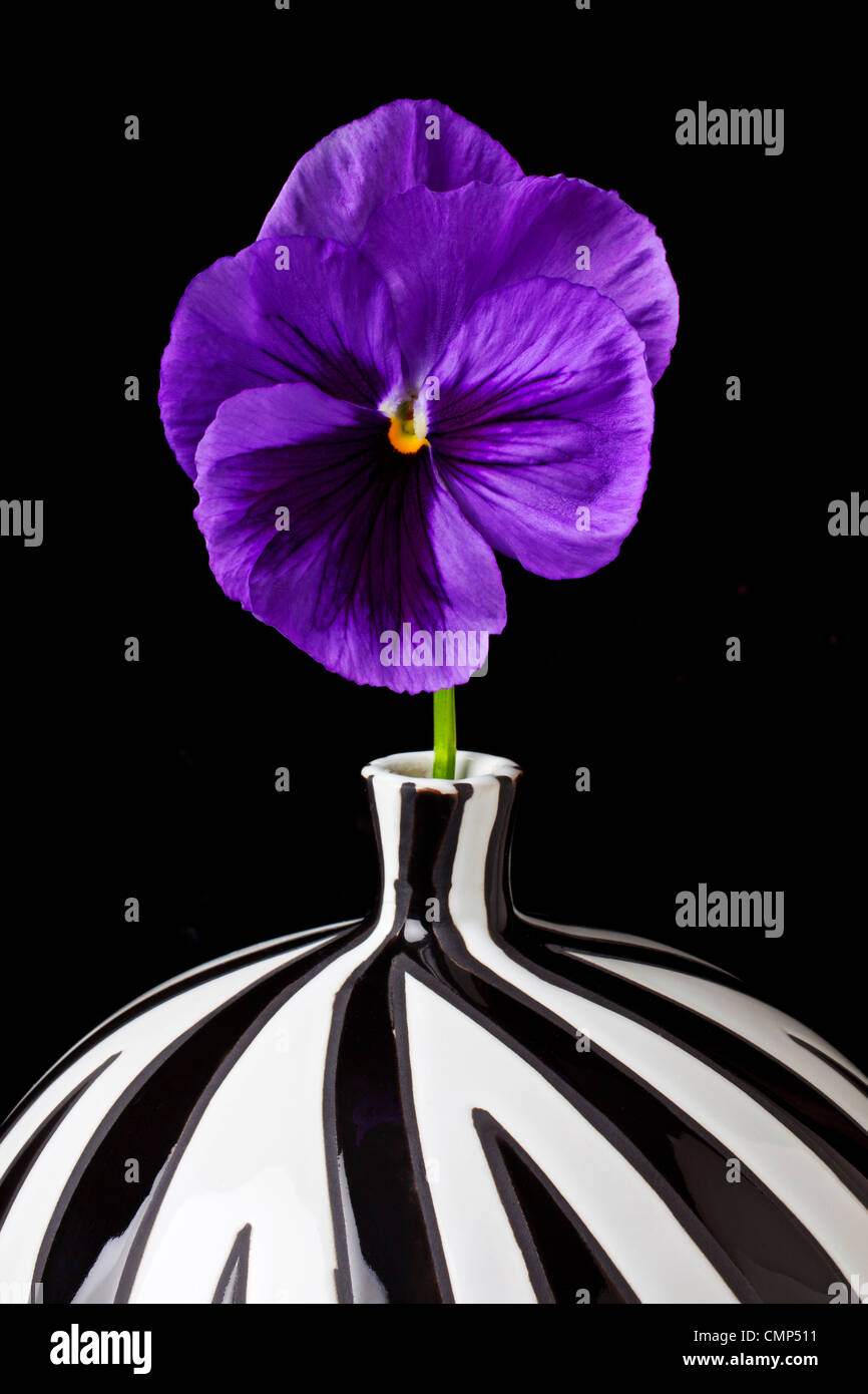 Purple pansy flower hires stock photography and images Alamy