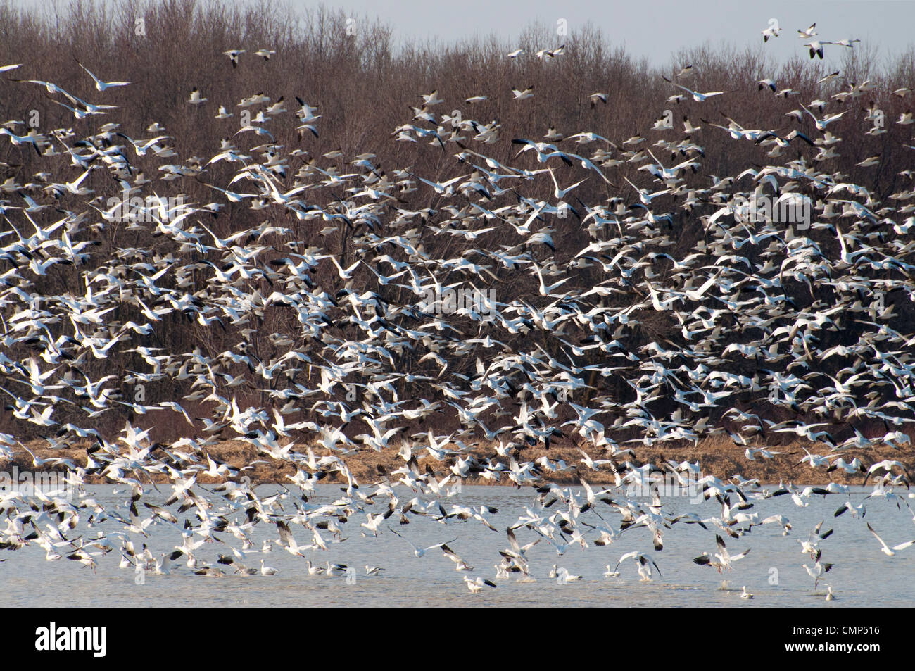 Vast flocks of Snow Geese taking off. Stock Photo