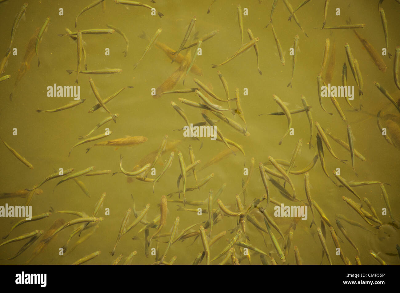 Fish Stock Photo Alamy